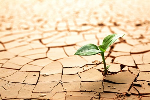 plant in dry cracked mud to represent dry mouth